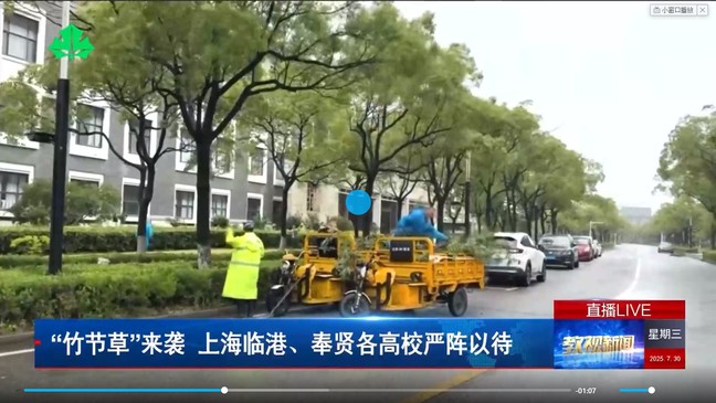 《教視新聞》“竹節草”來襲 上海臨港、奉賢各高校嚴陣以待